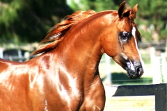 IMG_36071060pxwide-1