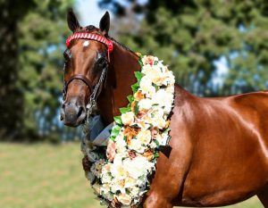 A brown horse wearing a flower garland.