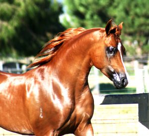 A brown horse is running in a fenced in area.