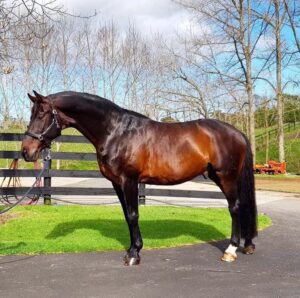 A sleek brown horse with a black mane and tail stands on a paved surface, surrounded by trees and grass, under the watchful eye of the HSE Hot Oil Coat Conditioner team.