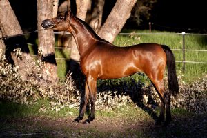 A brown horse standing next to a tree.