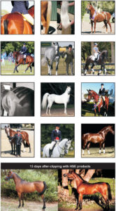 A collage of pictures of horses.