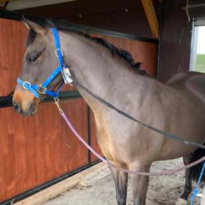 A brown horse standing in a stall with a blue leash.