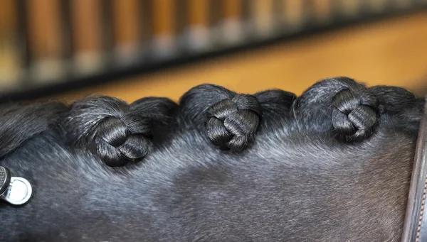 Captured in intimate detail, a horse's mane is styled into several tight, neatly woven braids that glisten as though polished with the meticulous care provided by a Sheepskin Polishing Mitt from NTR.