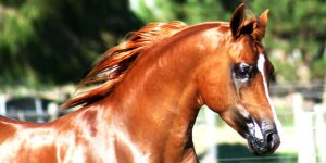 A brown horse in a field.