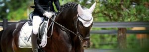 A woman riding a black horse in an arena.
