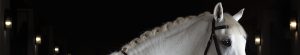 A white horse is standing in a dark room.