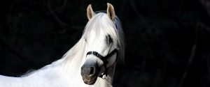 A white horse is standing in the dark.