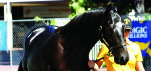 A black horse is being walked by a person.
