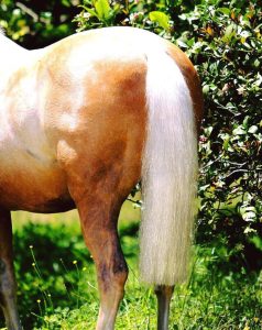A brown and white horse standing in the grass.