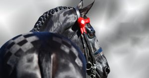 A black horse with a red ribbon on its head.