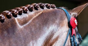 A close up of a brown horse's head.
