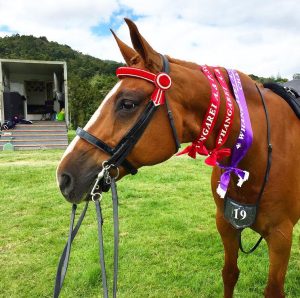 A brown horse standing in a grassy field.