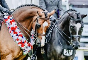 Two equestrians standing next to their horses at a show.
