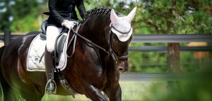 A woman riding a black horse in a ring.