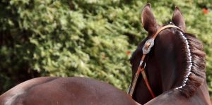 The back of a horse with a bridle.
