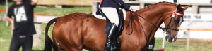 A woman riding a horse.