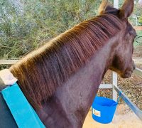 A horse with a blue bucket on its back.