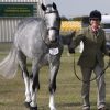 A grey and white horse with a shiny coat, thanks to HSE Liquid Silk Hair Polish Serum.