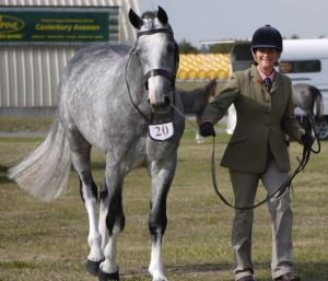 A grey and white horse with a shiny coat, thanks to HSE Liquid Silk Hair Polish Serum.