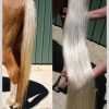 Two pictures of a horse with long hair.