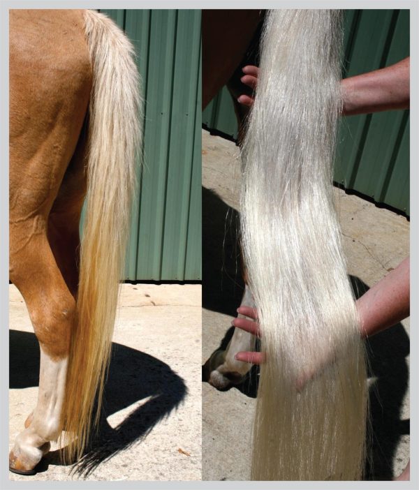 Two pictures of a horse with long hair.