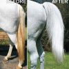 A white horse with long hair, trimmed to HSE HiTone Silver.