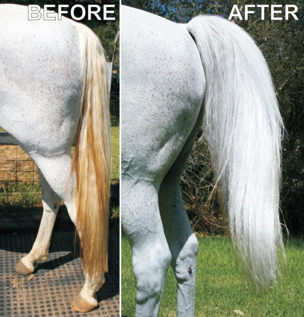 A white horse with long hair, trimmed to HSE HiTone Silver.
