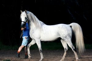 A white horse is being walked by a man.