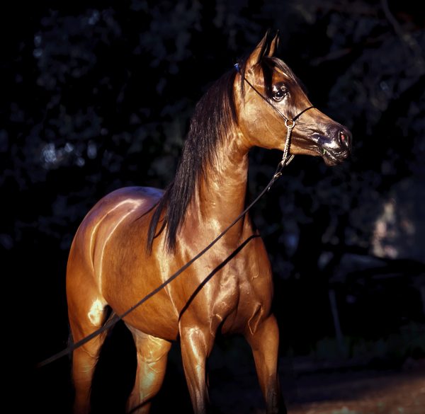 A brown horse standing on a leash.