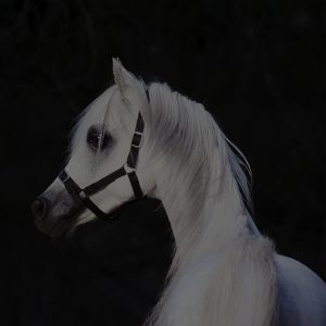 A white horse with a black bridle.