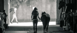 A girl is walking with a horse in a barn.