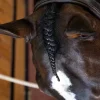 Close-up of a horse's head with a braided mane, its dark coat shining as if it has been cared for using the NTR Sheepskin Polishing Mitt. A striking white marking graces its forehead.