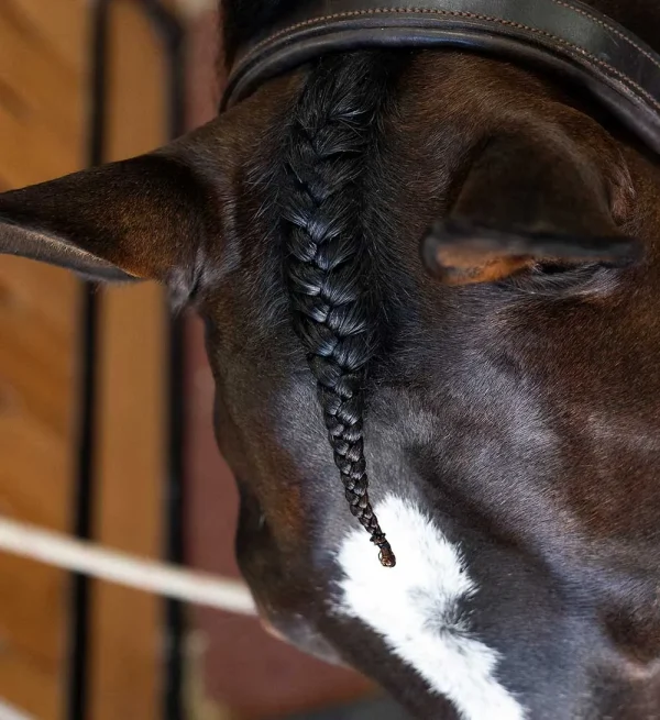 Close-up of a horse's head with a braided mane, its dark coat shining as if it has been cared for using the NTR Sheepskin Polishing Mitt. A striking white marking graces its forehead.