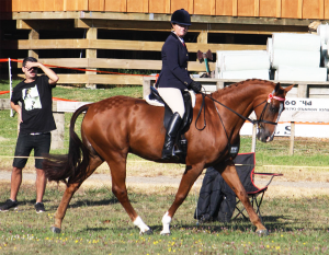 A woman riding a brown horse in a field.