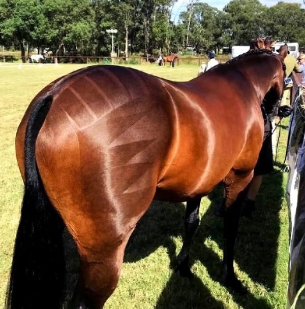 The back of a horse with tattoos on it.