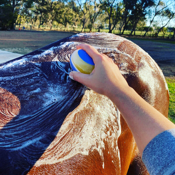 A person uses an NTR Shampoo Brush to clean a horse's back.