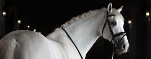A white horse with a bridle standing in a dark room.