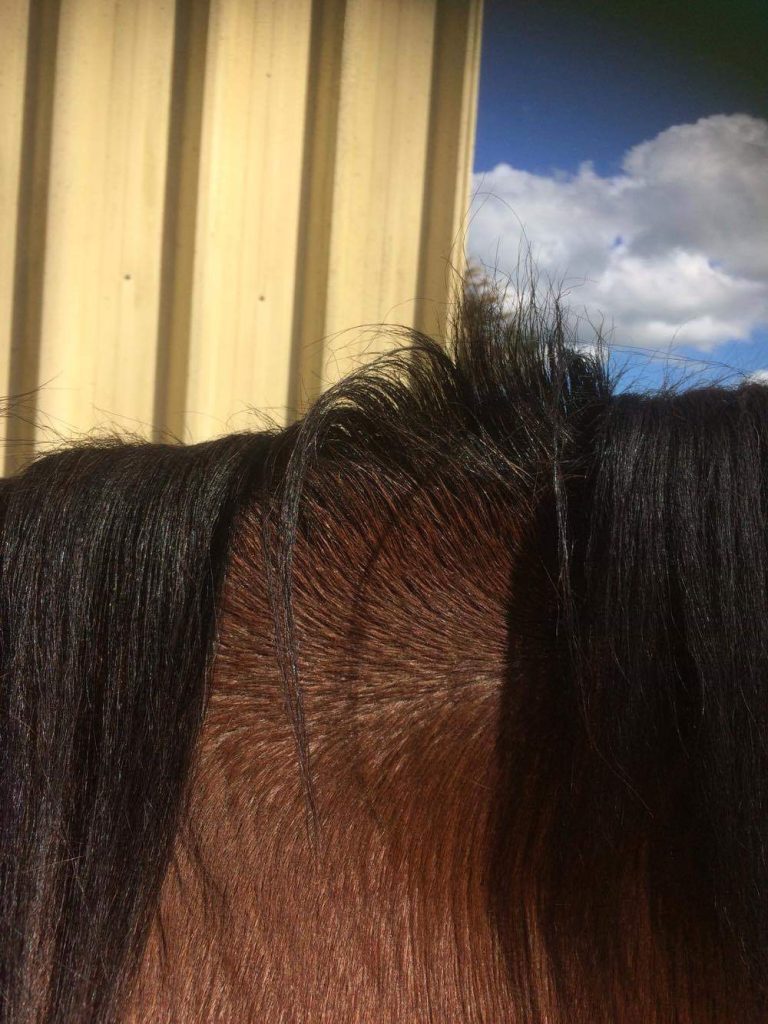 The back of a horse.