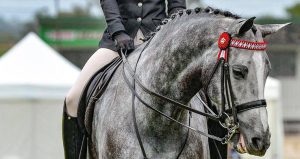A woman riding a grey horse at an event.