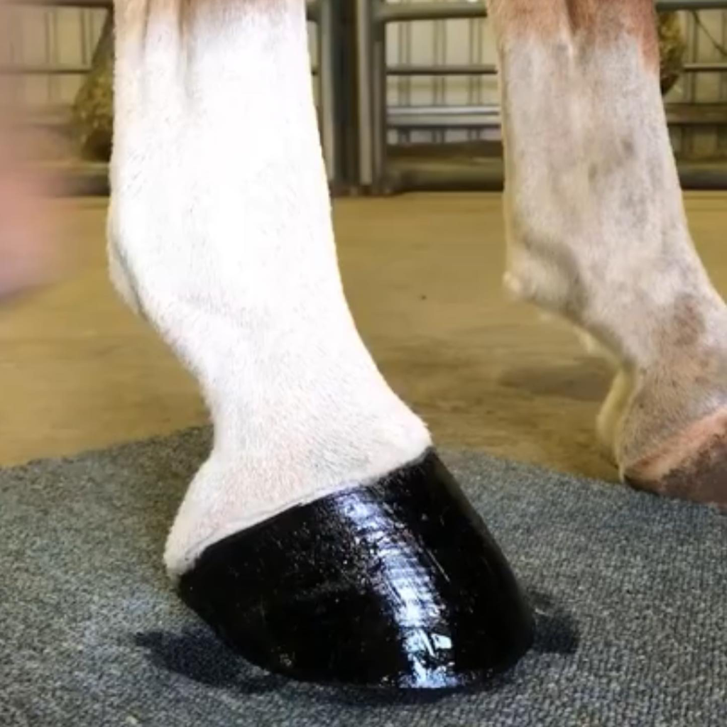 A horse is standing on a rug with a black shoe on it.