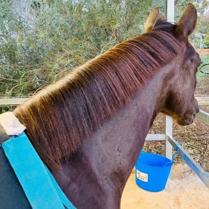 A horse with a blue bucket on its back.