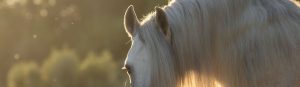 A close up of a white horse with long hair.
