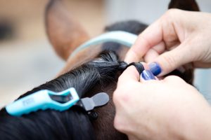A person is putting a clip on a horse's hair.