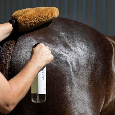 Person using a spray bottle and a mitt to groom a horse's shiny coat.