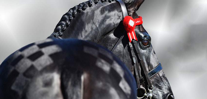 A black horse with a red ribbon on its head.