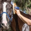 A person using an NTR Embrace Sisal Brush to groom a dark brown horse with a white stripe on its face, wearing a blue halter.