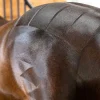 Close-up of a horse's back and hindquarters with cleanly clipped geometric patterns visible on its shiny, brown coat, showcasing the precision of the NTR Harmony Copper Brush.