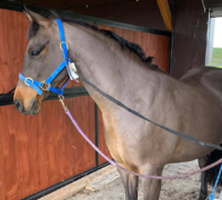 A brown horse standing in a stall with a blue leash.